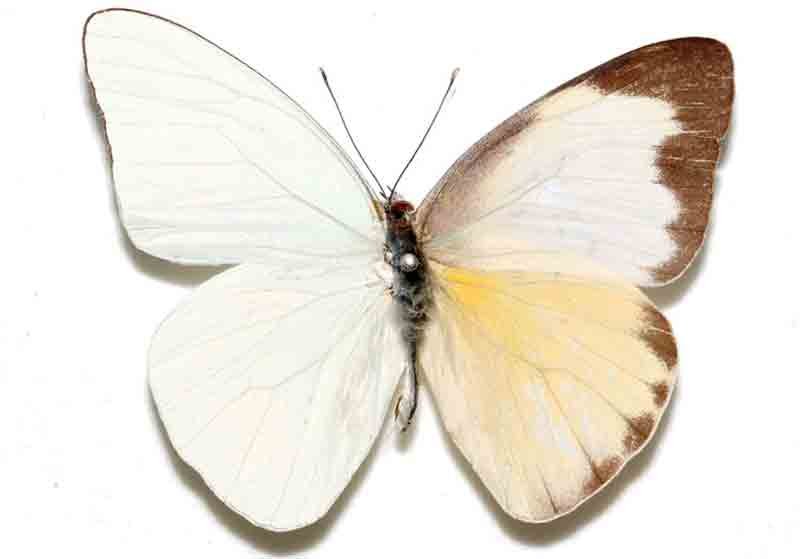 Glutophrissa drusilla tenuis (bilateral gynandromorph) (Internet Image property of respective owner, non-commercial use only)